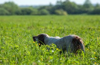 Птица на чутье. И сеттер не сойдет со стойки до команды.
