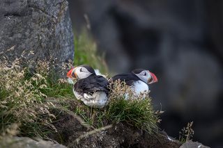 3. Puffins