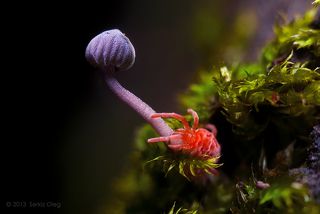 Красный клещ (Red mite). В интернете много снимков где мне кажется ошибочно показывают что эти клещи опасны и оставляют красные пятна от укусов на коже.