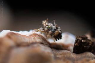 Личинка Златоглазки (Chrysoperla carnea) из за очень маленького размера всего в 2-3 миллиметра глубина резкости очень маленькая.