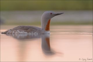 В вечернем свете