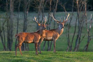 молодежь смотрит со стороны )