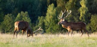 я те ща покажу язычек )