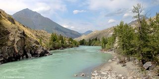 Река Аргут в районе с. Аргут. Алтай, Кош-Агачский район, август 2010 г.