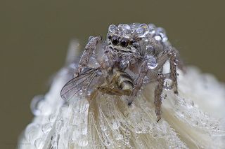 Прыгунчик с добычей.