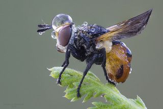 Муха в скафандре.