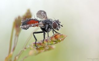 Росистое утро ежемухи.