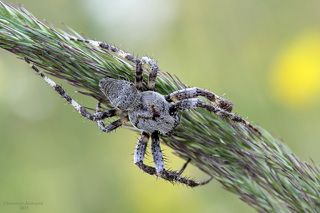Паучок-старичок.