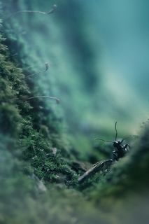 муравьиный триллер