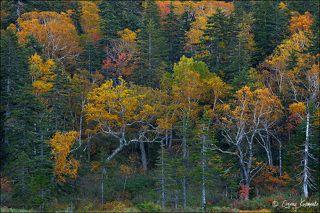 В утренних сумерках