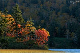 Солнце включает осень
