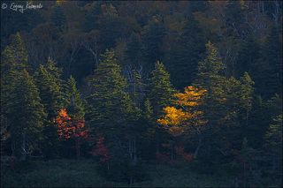 Солнце включает осень