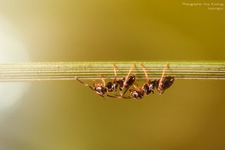 Познакомились они случайно... Ну вот, встретились однажды на обычной травинке и... жизнь перевернулась. 

Что значит - какая травинка? Я фотограф, я не биолог! Зелененькая такая, совершенно обычная травинка, ни чем от других не отличалась. Просто она шла медленно, он торопился, она задумалась, он отвлекся, в общем - столкнулись...