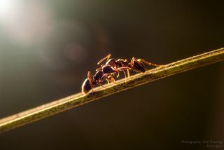 Ну вот, столкнулись они, значит, ну и познакомились. Он - немного старше, она - девчонка совсем. Где родители были, неизвестно, но так или иначе, а встречаться на этой самой тропинке они стали постоянно.