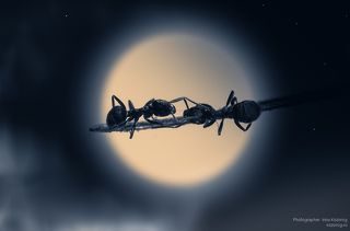 Ну да, общались. Разговаривали о том, о сем. Порой, за разговором и время то не замечали. Пойдут вот так вот прогуляться да поболтать, глядь, а уже и ночь наступила. Без предупреждения, взяла и наступила. И, естественно, приходилось ждать утра, встречать вместе восход. Нет, ну а кто ж ночью то, в муравейник пустит? Вот и ждали...