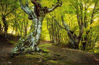 Проснувшись в первый день похода и выбравшись из палатки я решила не терять время на еду, взяла фотоаппарат и штатив и отправилась на ближайшую буковую поляну. Описать ощущения от буков в одном предложении невозможно. Их формы настолько непривычны и порой причудливы, что каждое дерево представляет из себя отдельное произведение искусства. В них можно разглядеть разные образы, а так же ощутить всю мощь леса и стихий.