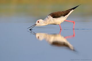 Water splitting. 
Black-winged Stilt