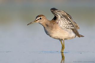 Stretching. 
Wood Sandpiper