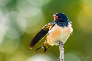 Иногда, самые нетерпеливые ещё до того, как родитель подлетит ближе, срывались со своих насестов и на лету съедали порцию. Так что, скромным тут явно не место было. Родитель очень быстро, не садясь на ветку, а налету, всовывал корм вместе со своей головой вовнутрь клюва птенца и быстро летел назад. Рты у них, в сравнении с пропорциями головы просто огромные, прямо-таки сачки для ловли насекомых - открыл рот и лети себе.