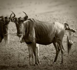Семейный портрет