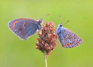 Butterflies are free ...