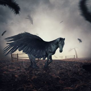 The black stallion