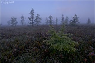 Туман в тундре