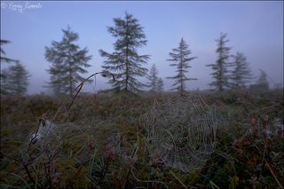 Пейзаж с паутинкой на переднем плане