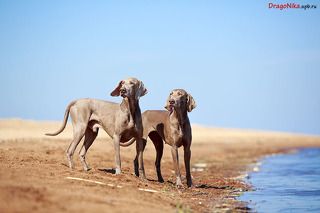 Веймаранеры