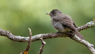 А тут уже с добычей. И как такую мелочь углядела?!