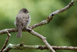 Сидит, высматривает