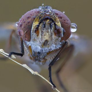 Муха в квадрате