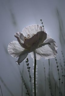 В сарафанчике из солнечного света...