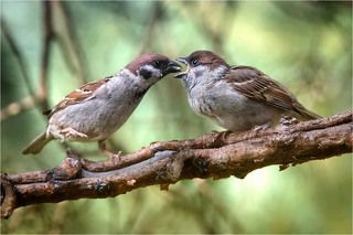 Последствия