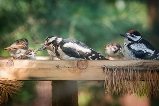 Мама! Вернись!