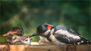 Малыши везде одинаковые)