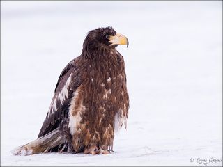 Молодой белоплечий орлан