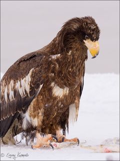 Клюв и когти - идеальные инструменты для разделки рыбы