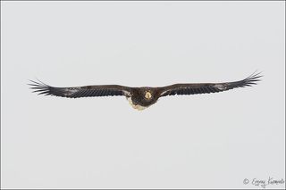 Подлетает еще один претендент на еду