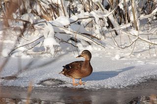 Надо, пожалуй, держать ухо востро...
