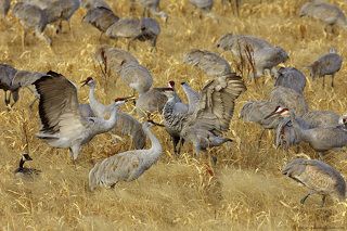 Правый не собирался себя в обиду давать и готов был дать сильный отпор. Смотрите как он \