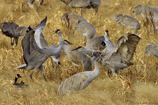 Забияка пошел в атаку, расправил крылья.
