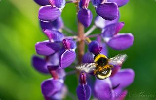 Собирают нектар. Трудяги. И каждый цветочек обрабатывают, в каждый заглянут. И со знанием дела пыльцу собирают на лапки.