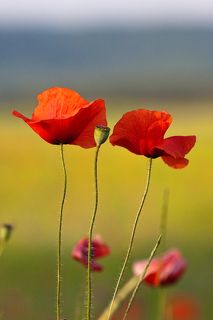 И у нас тоже бывают семьи