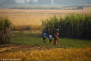 На фоне сахарного тростника. У индусов в городах часто можно встретить лотки где из сахарного тростника отжимают сок для приготовления напитка.