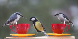 Вам с сахаром?!