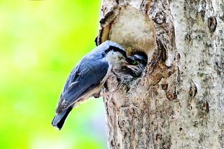 a nuthatch