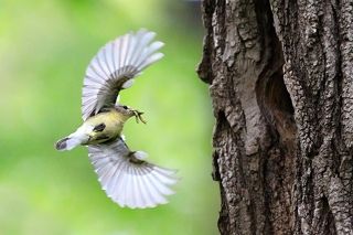 Yellow-rumped Flychatcher