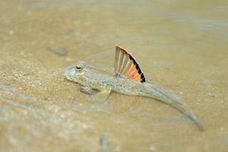 Бако, илистый прыгун