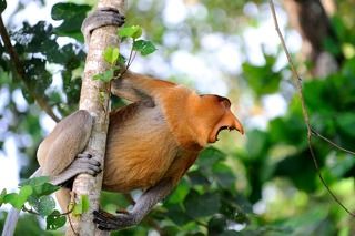 Бако, Носач, угрожающий другому самцу